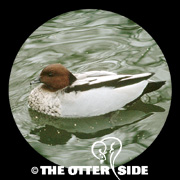 Maned Duck