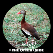 Black-bellied Whistling-Duck