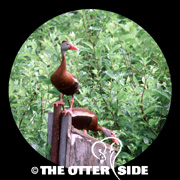 Black-bellied Whistling-Duck