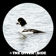 Barrow's Goldeneye