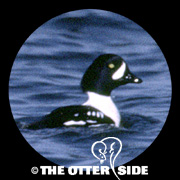 Barrow's Goldeneye