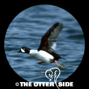 Barrow's Goldeneye