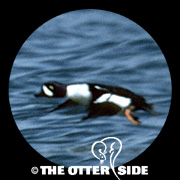 Barrow's Goldeneye