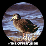 American Black Duck