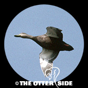 American Black Duck