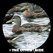 American Black Duck