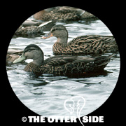 American Black Duck