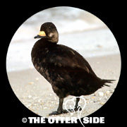 Black Scoter