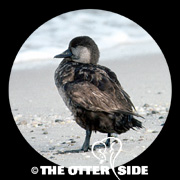 Black Scoter