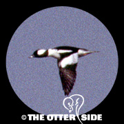 Bufflehead