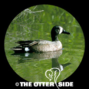Blue-winged Teal