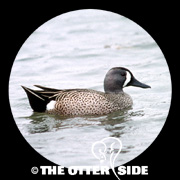Blue-winged Teal