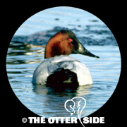 Canvasback