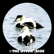 Common Eider - Atlantic