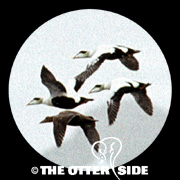 Common Eider - Pacific