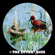 Cinnamon Teal