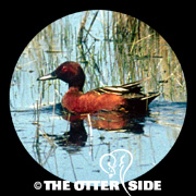 Cinnamon Teal