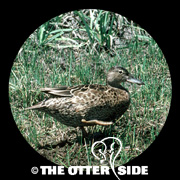 Cinnamon Teal