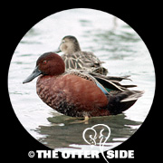 Cinnamon Teal