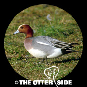 Eurasian Wigeon