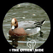 Eurasian Wigeon