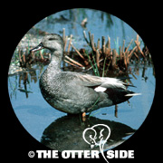 Gadwall