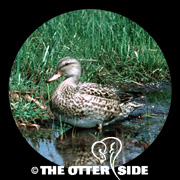 Gadwall