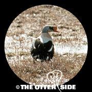 King Eider
