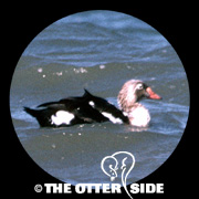 King Eider