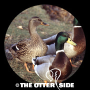 Mallard