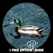 Mallard