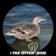 Mallard