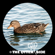Mallard