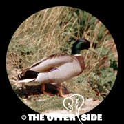 Mallard
