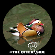 Mandarin Duck