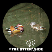 Mandarin Duck