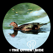 Muscovy Duck