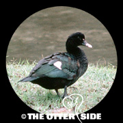 Muscovy Duck