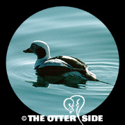 Long-tailed Duck