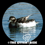 Long-tailed Duck