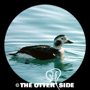 Long-tailed Duck