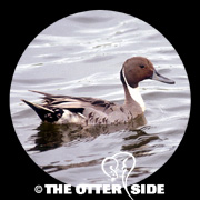 Northern Pintail