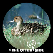 Northern Pintail