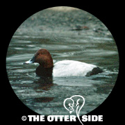 Common Pochard