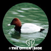 Common Pochard
