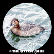 Common Pochard