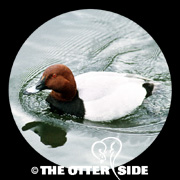 Common Pochard