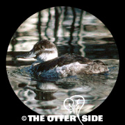 Ruddy Duck