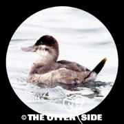 Ruddy Duck