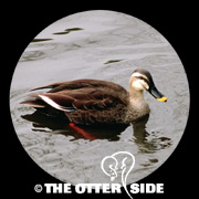 Eastern Spot-billed Duck